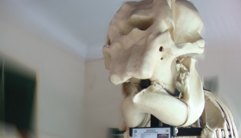 Hasil ekskavasi  dan rekonstruksi Kerangka Gajah Nyi Bodro di Musium Biologi UGM
